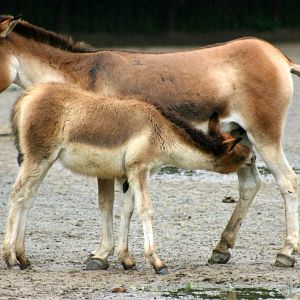 Kiang; Berlin Tierpark; 9th September 2011