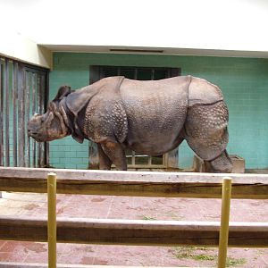 Indian Rhino Yodha at Berlin Zoo, 31/08/11