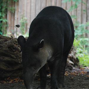 Baird's Tapir at Berlin Zoo, 31/08/11