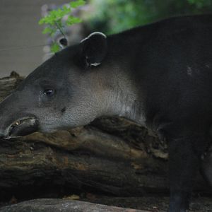 Baird's Tapir at Berlin Zoo, 31/08/11