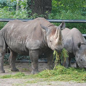 Eastern Black Rhinos at Berlin Zoo, 31/08/11