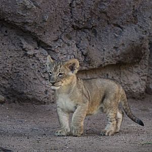 lion cubs - first look