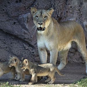 lion cubs - first look