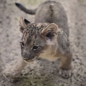 lion cubs - first look