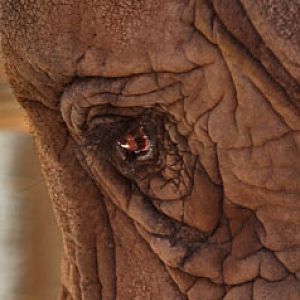 elephant closeup
