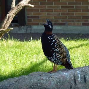 Black francolin