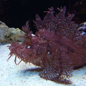Scorpionfish