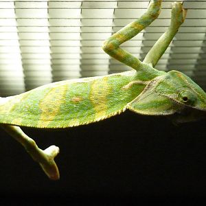 Veiled chameleon
