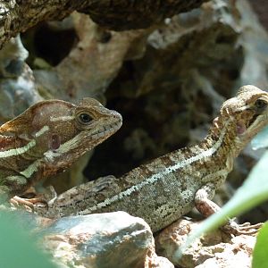 Striped basilisks