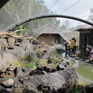 Islands Aviary - Te Wao Nui, Auckland Zoo 2011