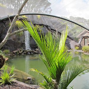Wetland Aviary - Te Wao Nui, Auckland Zoo 2011