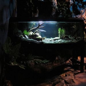 Night Forest Tank - Te Wao Nui, Auckland Zoo 2011