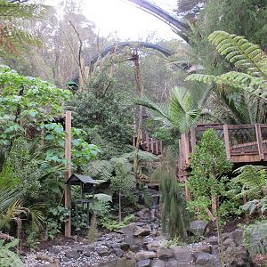 Forest Aviary - Te Wao Nui, Auckland Zoo 2011