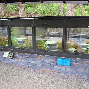 High Country Reptile Exhibits - Te Wao Nui, Auckland Zoo 2011