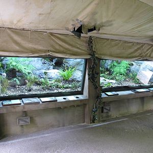 Tuatara Exhibit - Te Wao Nui, Auckland Zoo 2011