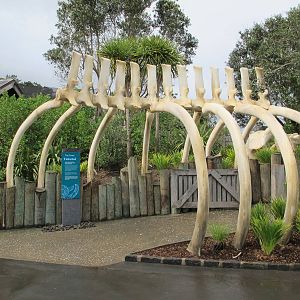 Whale Skeleton - Te Wao Nui Auckland Zoo 2011