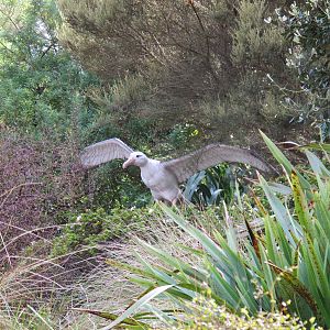 Wandering Albatross - Te Wao Nui Auckland Zoo 2011