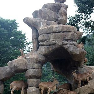 Seoul Zoo - Barbary Sheep