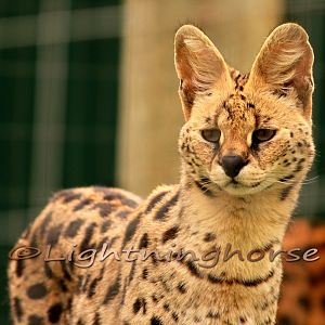 Serval