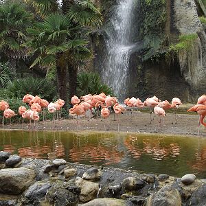Cuban Flamingos