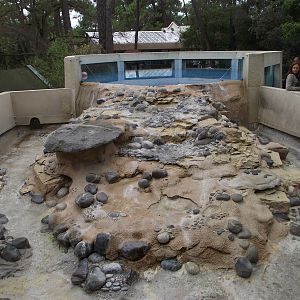 Asian Short-Clawed Otter Enclosure