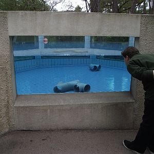 Asian Short-Clawed Otter Pool