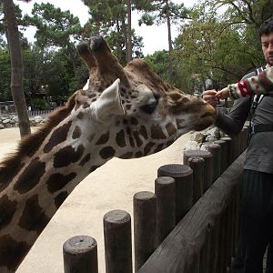 Giraffe Viewing Platform