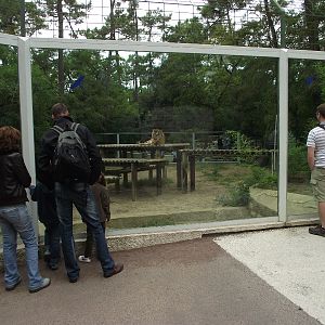Tiger Enclosure and Viewing