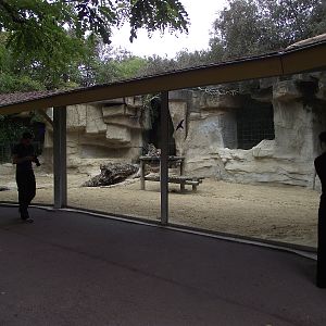 Jaguar Enclosure and Viewing