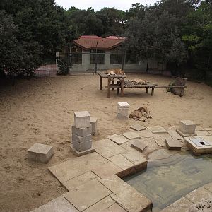 Lion Enclosure