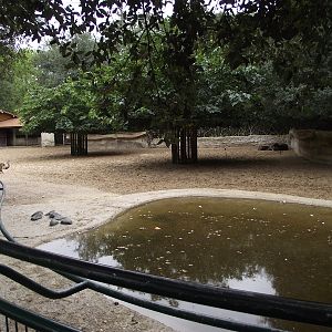Tapir/Capybara/Rhea Paddock