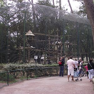 Colobus Monkeys