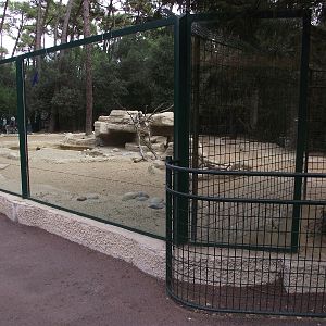 Canadian Timber Wolves