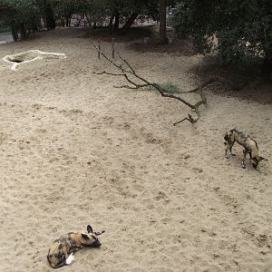African Painted Dogs from Upper Viewing Area