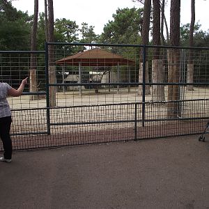 Greater Kudu Enclosure