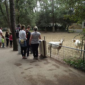 Scimitar-Horned Oryx