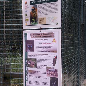 Sclater's Blue-eyed Lemur Signage