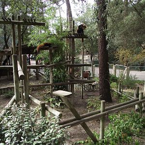Red Panda Enclosure #1