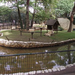 Ring-tailed Lemur Island #1