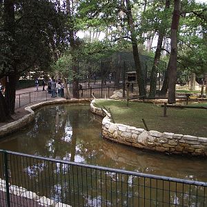 Ring-tailed Lemur Island #2