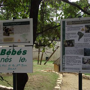 Yellow-breasted Capucin Signage