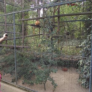 Golden Lion Tamarin Cage