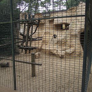 L'Hoest's Monkey Enclosure