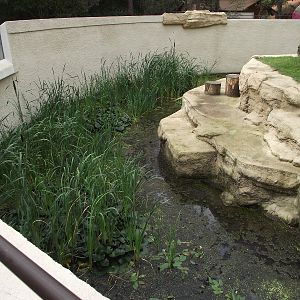 Coatimundi Island Moat