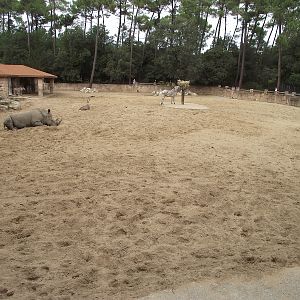 Rhino / Zebra Paddock