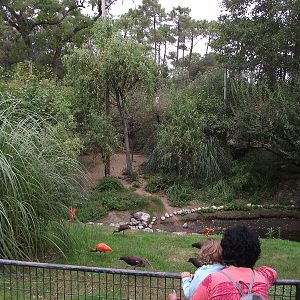 Scarlet Ibis Walkthrough Aviary