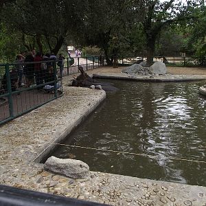Hippo Enclosure