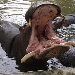 Hippo Mouth