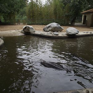 Hippo Pool