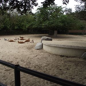Kangaroo Enclosure